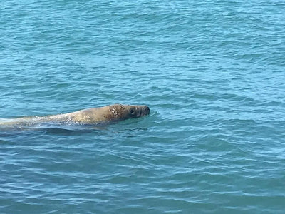 Recent sightings of 'Molly' the manatee at Corpus Christi, South Padre Island are 'rare'