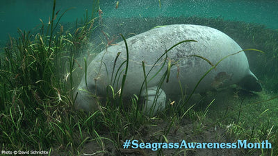 Seagrass Awareness Shines Spotlight on Critical Food Source for Manatees