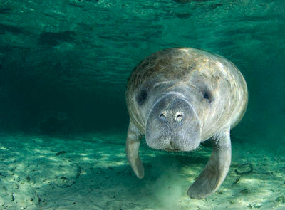 As Deaths Soar, Lawsuit Seeks to Protect Critical Habitat for Florida Manatees