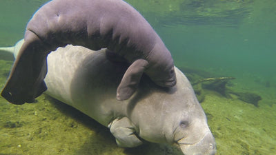 Let’s Save Florida’s Manatees
