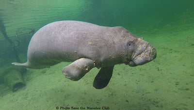 Save the Manatee Club Asks Public Not to Feed Manatees, Gives Better Options to Help