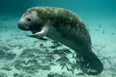Changes Sought for Florida Manatee Critical Habitat as Deaths Set New Record