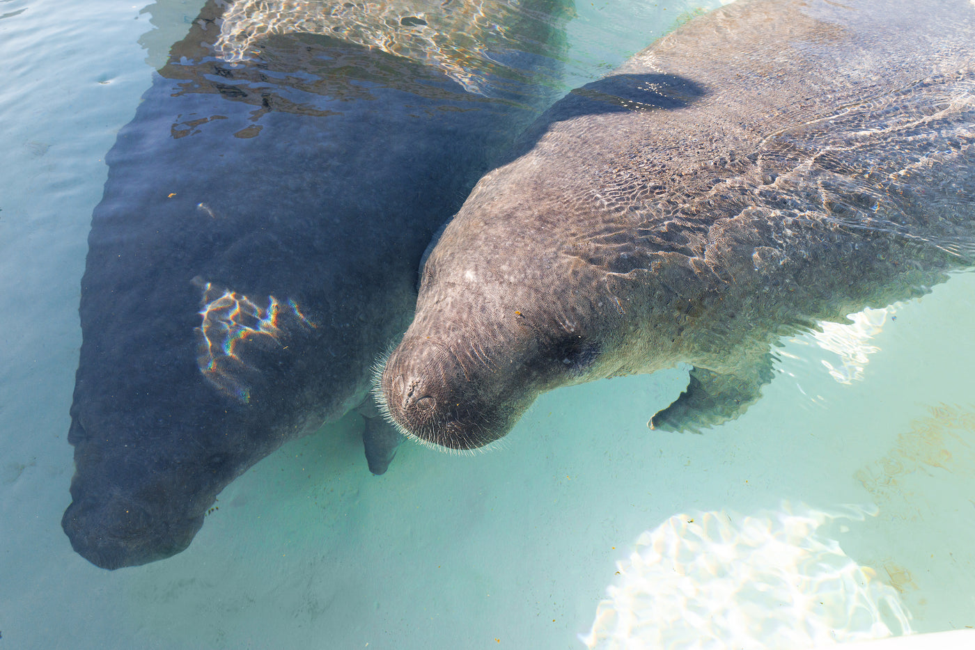 Calling Out: Experimenting with Manatee Communication
