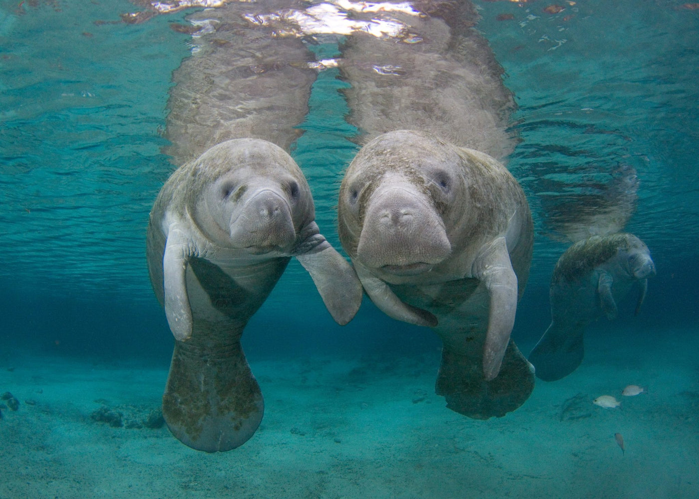 “Lettuce” Help Feed the Manatees