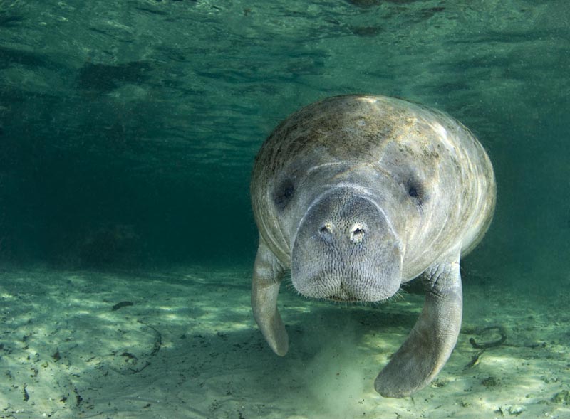 As Deaths Soar, Lawsuit Seeks to Protect Critical Habitat for Florida Manatees