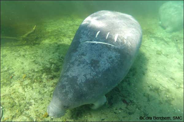 Adopt-A-Manatee This Valentine’s Day