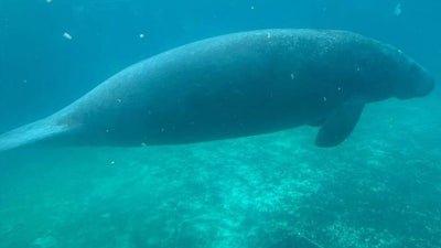 Not Unusual for Manatees to be Stranded During Mating Season