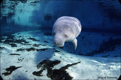 Adopt-A-Manatee This Holiday Season To Support Manatee Research and Rescue Efforts