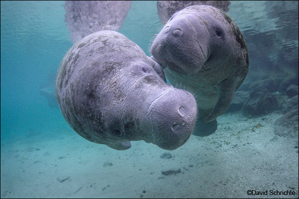 Manatee Appreciation Day — Join Us!