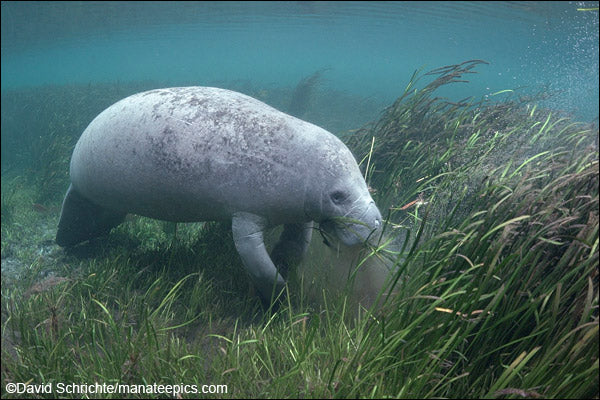 Watch for Manatees During Their Fall Migration, but Do Not Feed Them or Give Them Water