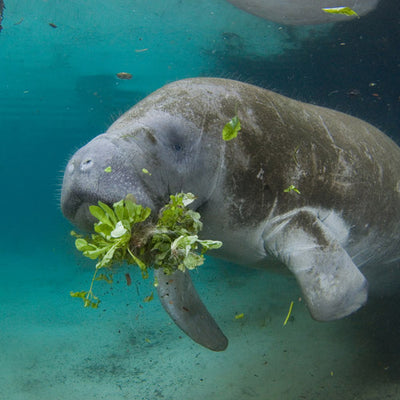 Joint Decision to Approve Supplemental Feeding of Malnourished Manatees