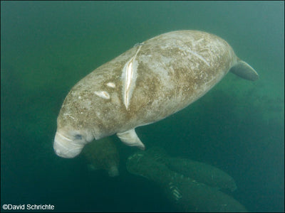 Back on the Water? Watch for Manatees!