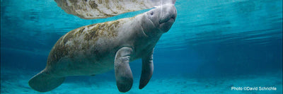 Why Is It Wrong to Give Food or Water to Manatees?