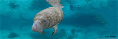 First-Ever Golf Tournament Raises $10k for Manatee Conservation Efforts