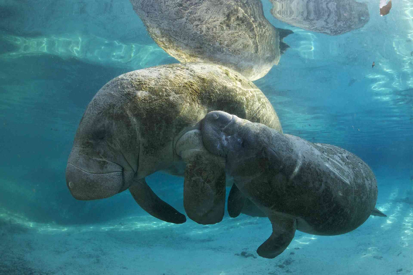 Legal Agreement Will Protect Critical Habitat for Threatened Florida Manatee