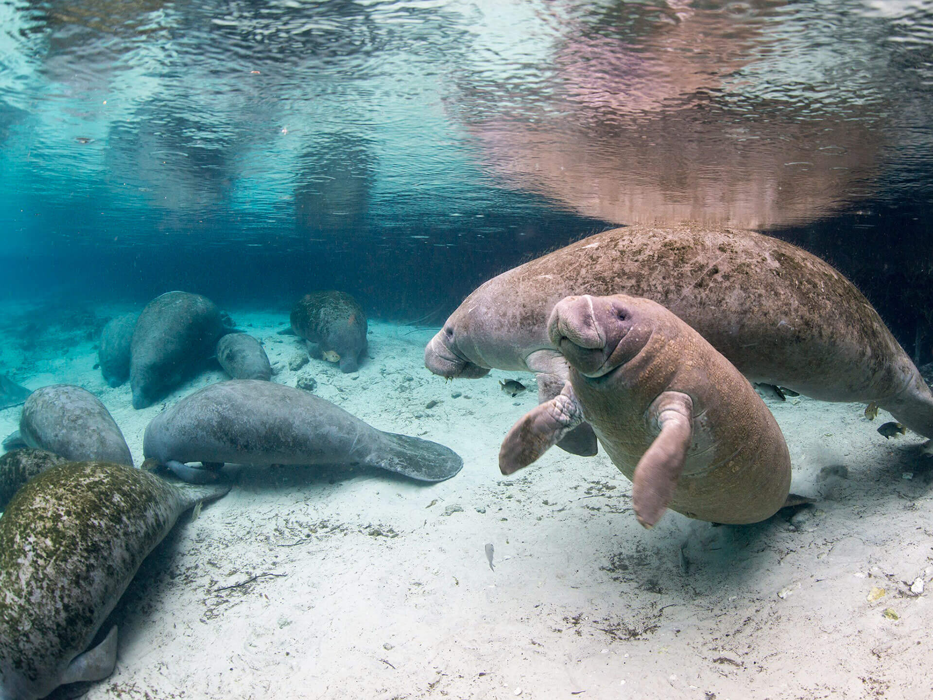 How does the changing weather affect manatees? – Manatee Coffee