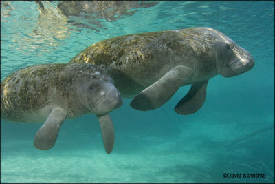Celebrate Labor Day and International Manatee Day by Helping Manatees Near and Far