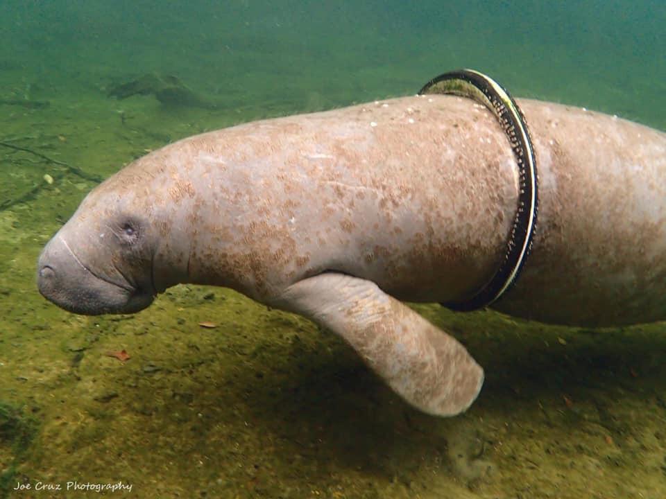 Manatee With Bike Tire Entanglement Returns to Blue Spring State Park Tire-Free