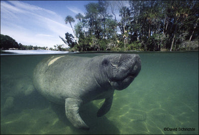 National Yearlong Boating Safety Campaign for Manatees and Boaters Alike
