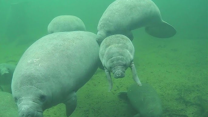 WDBO Interview with Patrick Rose, Executive Director of Save the Manatee Club